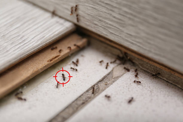 Best Bed Bug Extermination  in Oakland, MO