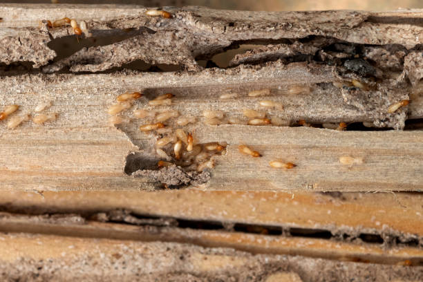 Best Best Pest Control Companies  in Oakland, MO